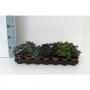 PILEA H10 P8