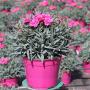 DIANTHUS peman H20 P13