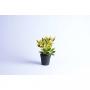 EUONYMUS aurea H25 P9