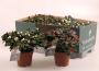 AZALEA blc & Rge Ø25 P12