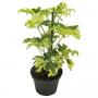 SCHEFFLERA jeanine H20 P8