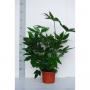 FATSIA japonica H60 P17