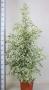 FICUS de Gantel H180 P30