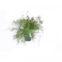 ASPARAGUS sprengeris H40 SUSPØ18