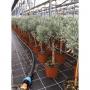 LAVANDULA TG H70 P18