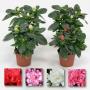 AZALEA baby H15 P6