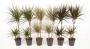 Dracaena 45-15-p19