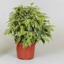 FICUS kinky H27 P12