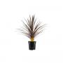 CORDYLINE australis Red Star H90 P24
