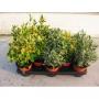 EUONYMUS H30 P13