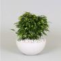 FICUS green Kinky H25 P22