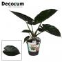 ALOCASIA wentii H50 P19