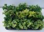 HEDERA mini H10 P6