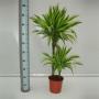 DRACAENA lemon Lime 45-15 P19
