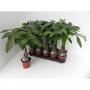 PACHIRA aquatica H40 P12