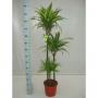 DRACAENA lemon Lime H140 P24