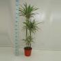 DRACAENA white Stripe 90-60-30 P24