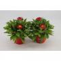 BRACTEATUM orange H25 P12-TST