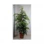 FICUS midnight Lady H190 P30