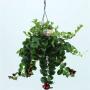 AESCHYNANTHUS mona Lisa H50 SUSPØ15