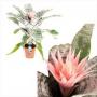 AECHMEA primera H65 P14
