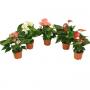 ANTHURIUM H40 P12