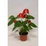 ANTHURIUM andreanum Sierra 4/5FLR H25 P9