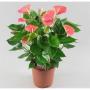 ANTHURIUM pandola H55 P17