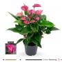 ANTHURIUM multi Flora Mauve 10/12FLR H55 P17