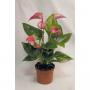 ANTHURIUM joli 4/5FLR H30 P9