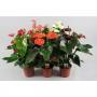 ANTHURIUM andreanum H65 P17