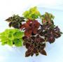 Coleus mainstreet h22-p13
