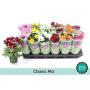 CHRYSANTHEME H22 P9