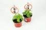 COLEUS caninus Verpiss Dich H20 P10.5