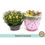CHRYSANTHEMUM carnaval H27 CPEØ23