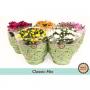 CHRYSANTHEME H27 CPEØ23