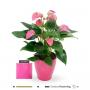 ANTHURIUM pisa 5+FLR H35 P13-CERAM