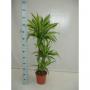 DRACAENA lemon Lime 60-30-15 P21