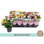 CHRYSANTHEMUM carnaval 3P H25 P12