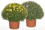 Chrysantheme pompon jumbo h80-p30