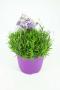 Lavandula angustifolia bl xxl h30-p26