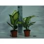 DIFFENBACHIA H25 P9