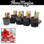 AMARYLLIS 2FLR H25 P13
