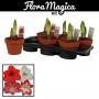 AMARYLLIS 2FLR H25 P15-TC