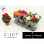 BEGONIA H30 P12