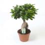 FICUS ginseng H45 P19