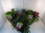 DIANTHUS barbatus H30 P19