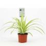 CHLOROPHYTUM variegatum H30 P12