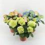 HORTENSIA H40 P14