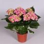 HORTENSIA rose 5/7FLR H35 P13